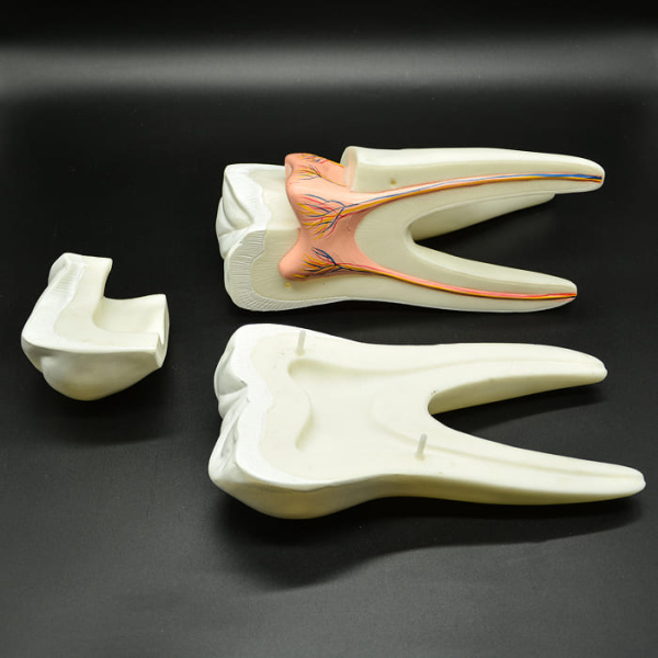 Модель «Зуб человека», 20 см Модель «Зуб человека», 20 см